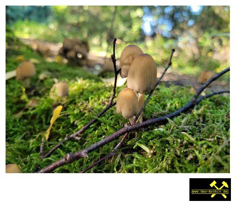 Glimmer-Tintling Coprinus micaceus - Oberkotzau bei Hof, Oberfranken, Bayern 4. Oktober 2022 (3).JPG